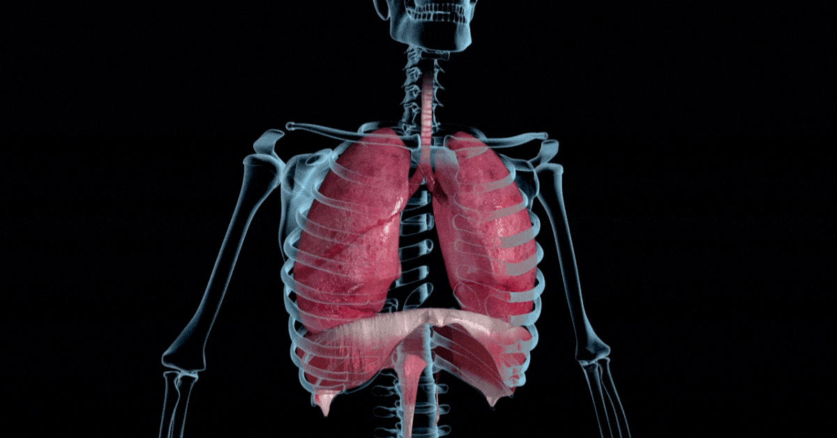 A visual example of what happens in our body during square breathing